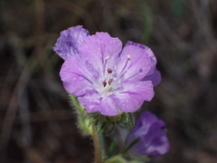 Phacelia linearis