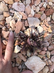 Gentianella tortuosa