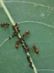 Lasius neoniger