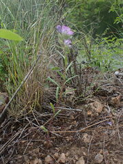 Phacelia linearis