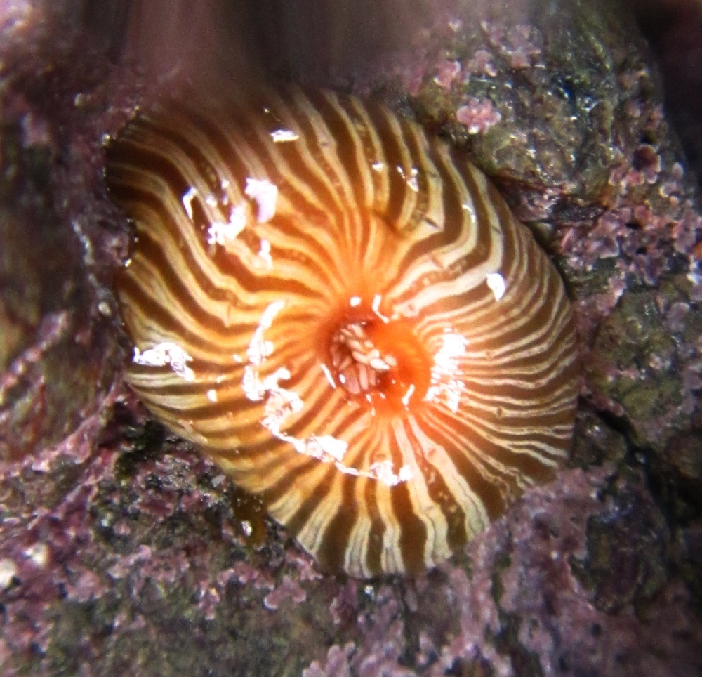 Anthothoe vagrans