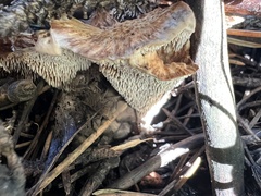 Hydnellum aurantiacum