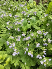 Polemonium pulcherrimum delicatum