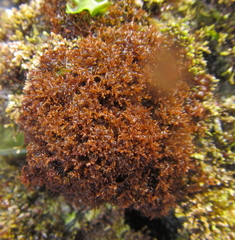 Callophyllis laingiana