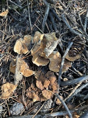 Hydnellum aurantiacum