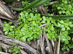 Sedum formosanum
