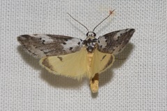 Thallarcha lechrioleuca