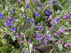 Mertensia