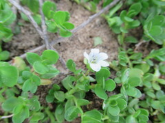 Bacopa monnieri