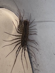 Allothereua maculata