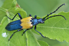 Desmocerus palliatus