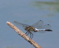Orthetrum albistylum