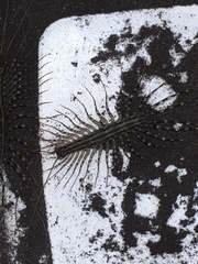 Allothereua maculata