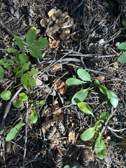 Hydnellum aurantiacum