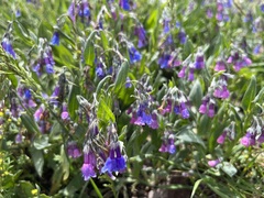 Mertensia