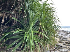 Pandanus odorifer