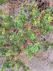 Ericameria cuneata