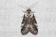 Thallarcha lechrioleuca