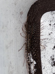 Allothereua maculata