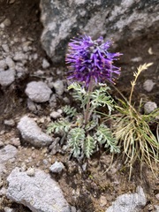 Phacelia sericea
