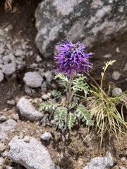 Phacelia sericea