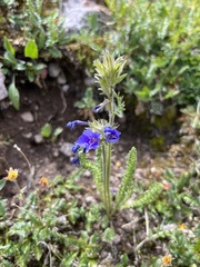 Polemonium viscosum