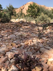 Gentianella tortuosa