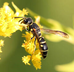 Parancistrocerus pedestris