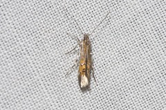 Cosmopterix
