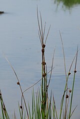 Juncus conglomeratus