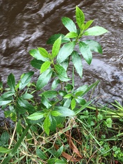 Hedycarya angustifolia