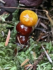 Ganoderma