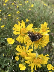 Euphydryas anicia brucei