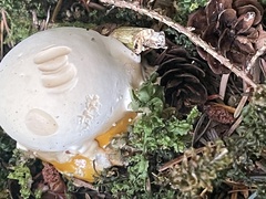Ganoderma