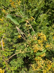 Gaudichaudia cynanchoides