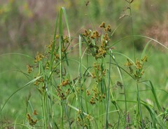Cyperus glomeratus