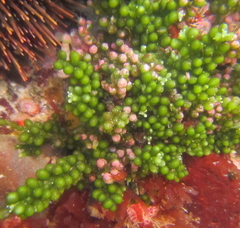 Caulerpa geminata