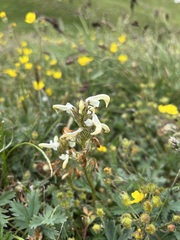 Pedicularis parryi