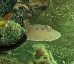 Diaulula sandiegensis