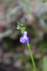 Salvia laevis