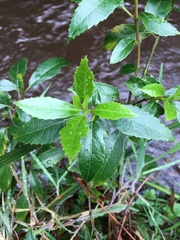 Hedycarya angustifolia