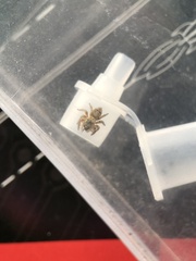 Carrhotus xanthogramma