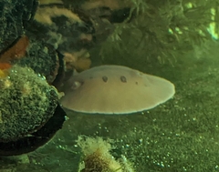 Diaulula sandiegensis