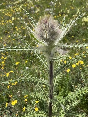 Cirsium