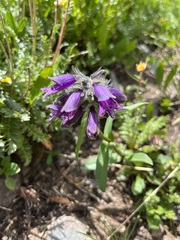 Penstemon whippleanus