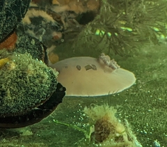 Diaulula sandiegensis