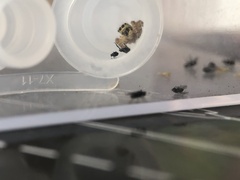 Carrhotus xanthogramma