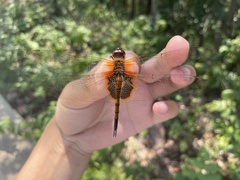 Tramea virginia