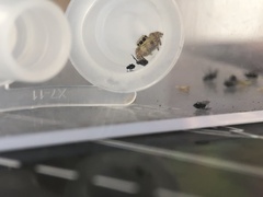 Carrhotus xanthogramma