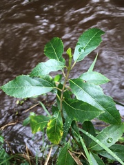 Hedycarya angustifolia